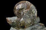 Fossil Ammonite (Hoploscaphites) Cluster - South Dakota #115068-3